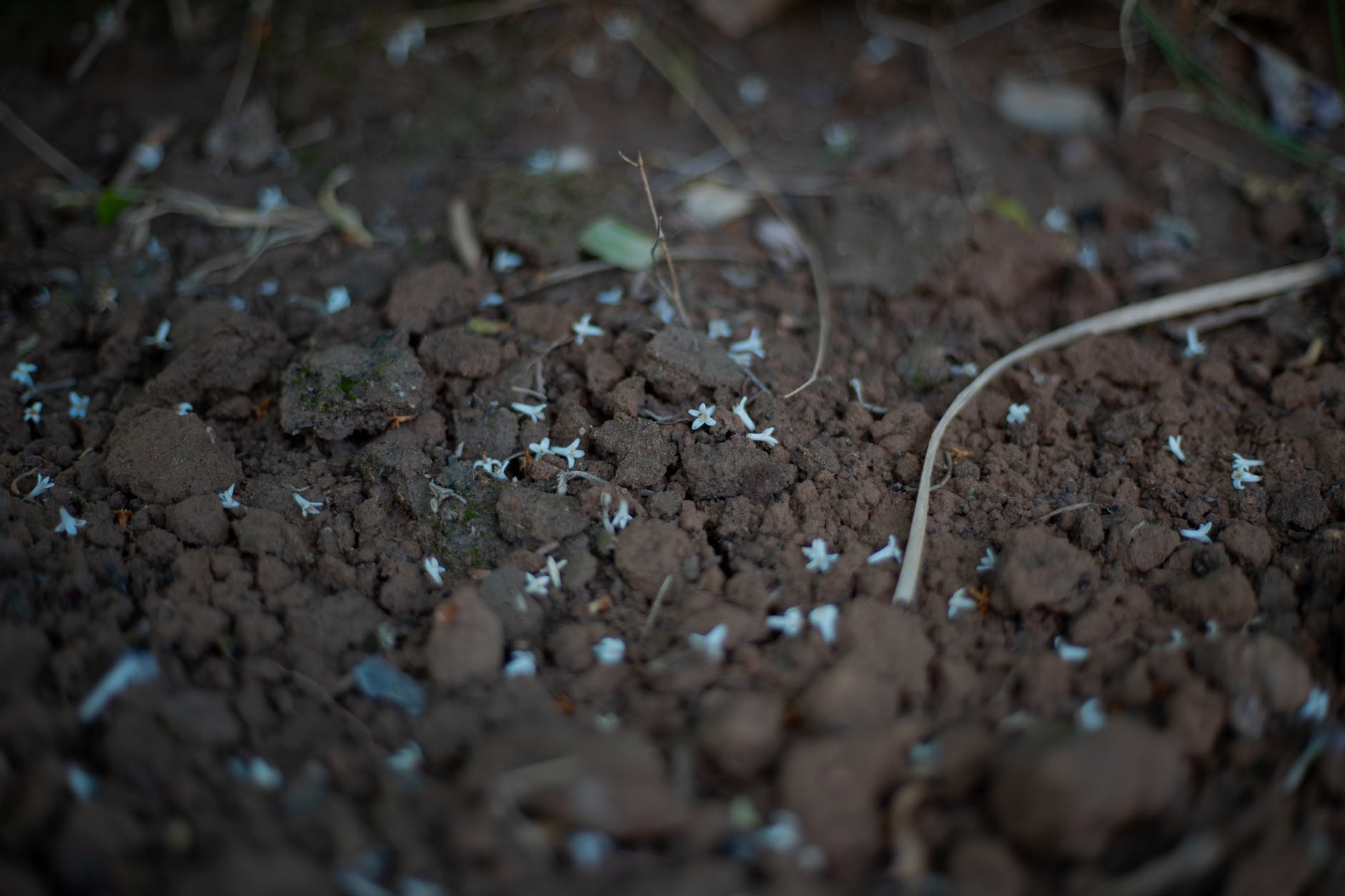 close up shot of sprout in soil