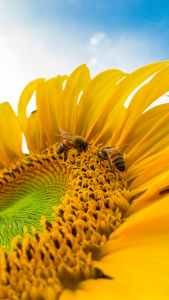 macro photo of bumblebees on yellow sunflower